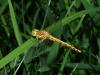 Sympetrum striolatum